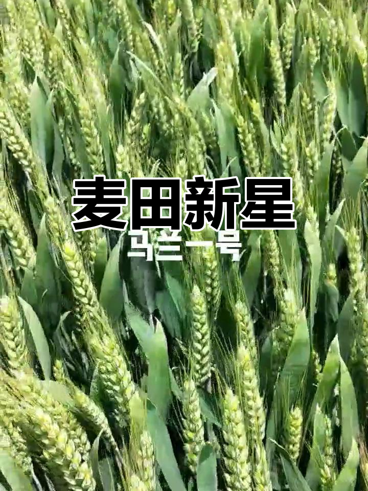 马兰一号小麦,强健抗病,穗大耐旱,长势喜人