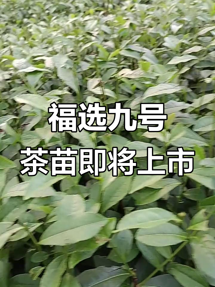 福选九号茶苗火热上市,品质优良值得期待