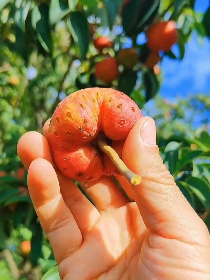 山荔枝,又称为四照果,鸡素果,烂羊梅