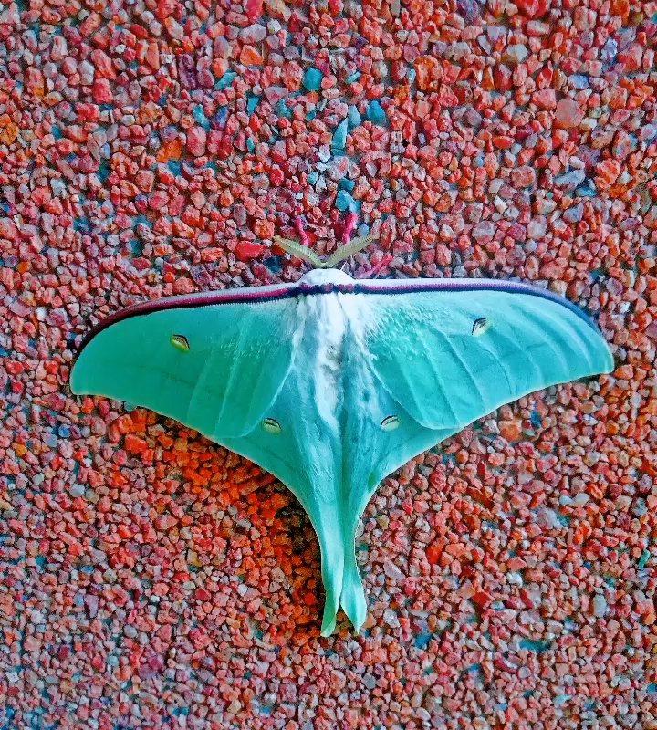 月神蛾(月形天蚕蛾)