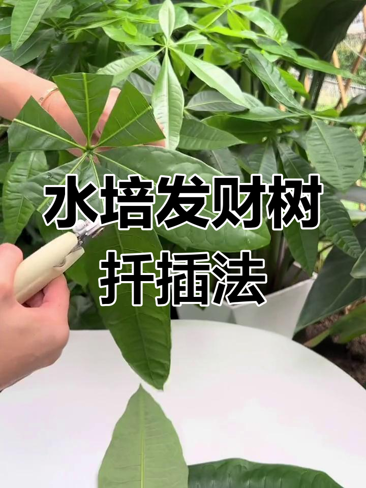 发财树水培快速生根,改土培种植技巧