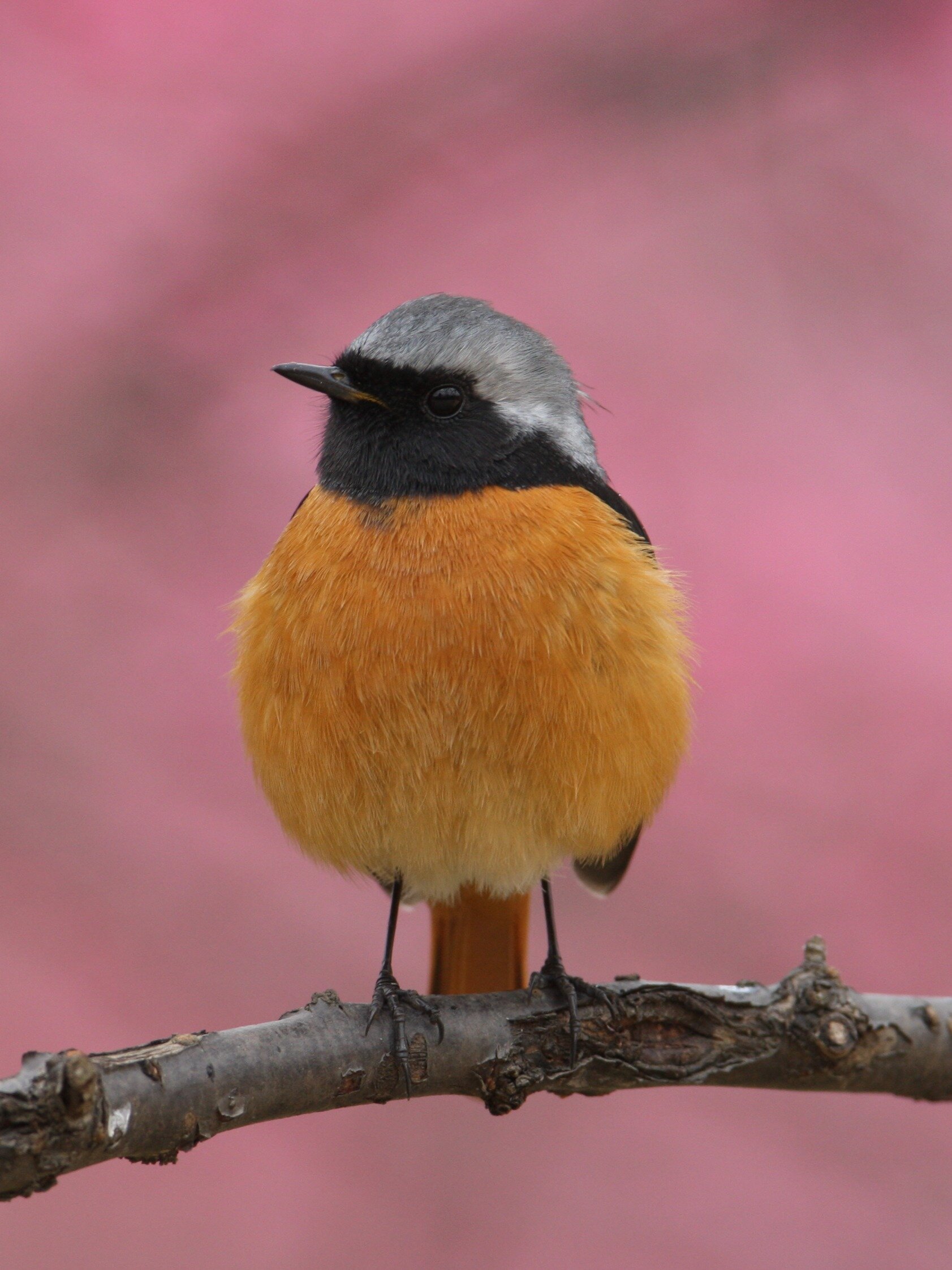 北红尾鸲冬季的鸣叫