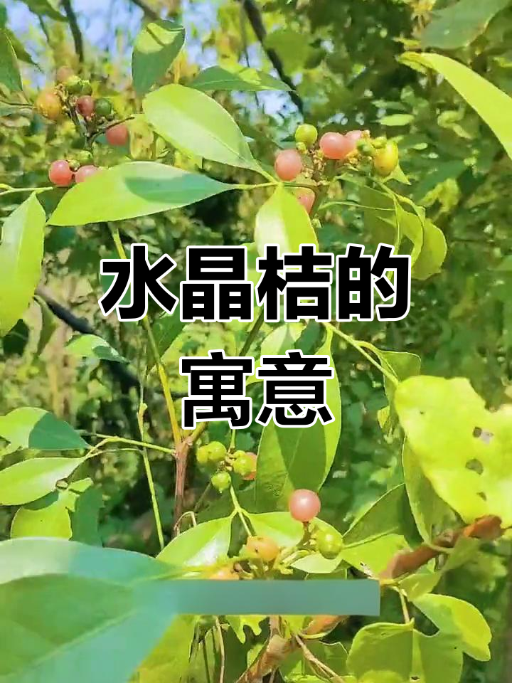 晶莹剔透的水晶桔,象征纯洁爱情,甜美无比!