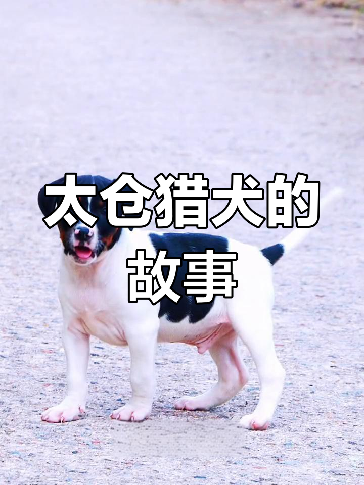 太仓猎犬:传承与守护的忠诚
