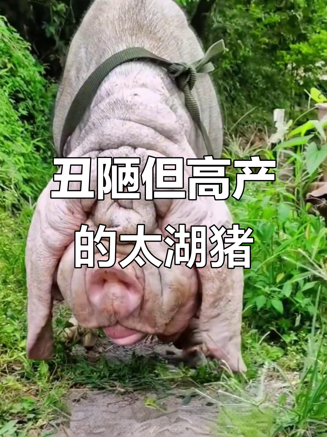 太湖猪:褶皱满身却能生四十二头小仔,国宝级的高产母猪