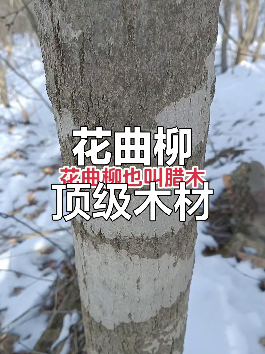 花卉柳的简单介绍 花草
柳的简单

先容
（柳树草地花的画） 花卉