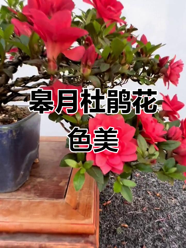 进口皋月杜鹃,菊姬品种展示美丽花朵