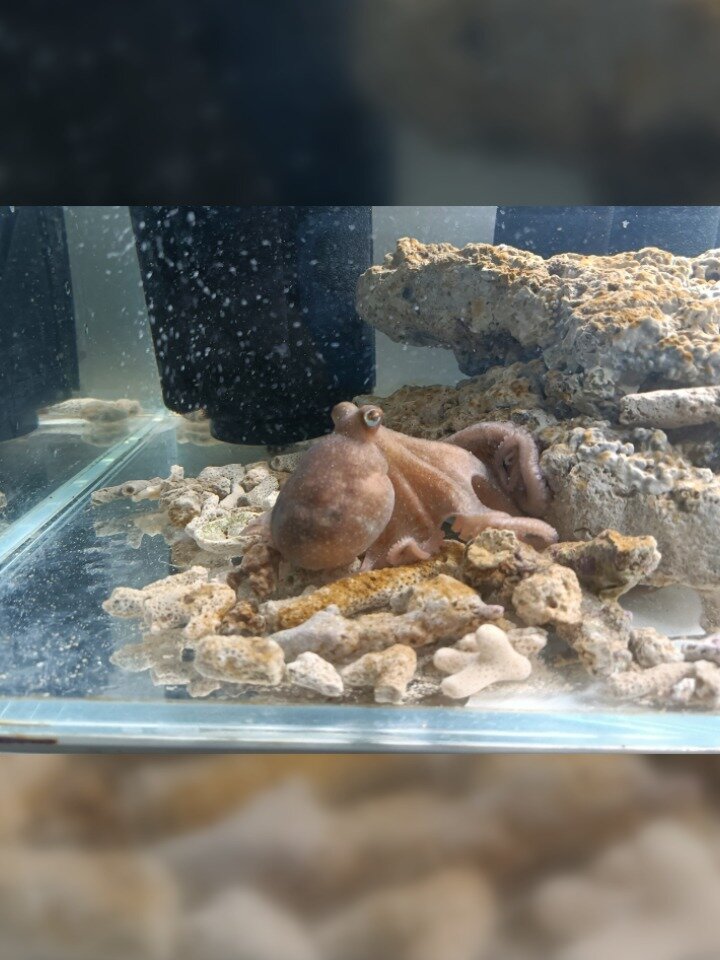 目前家养存活27天的长蛸章鱼