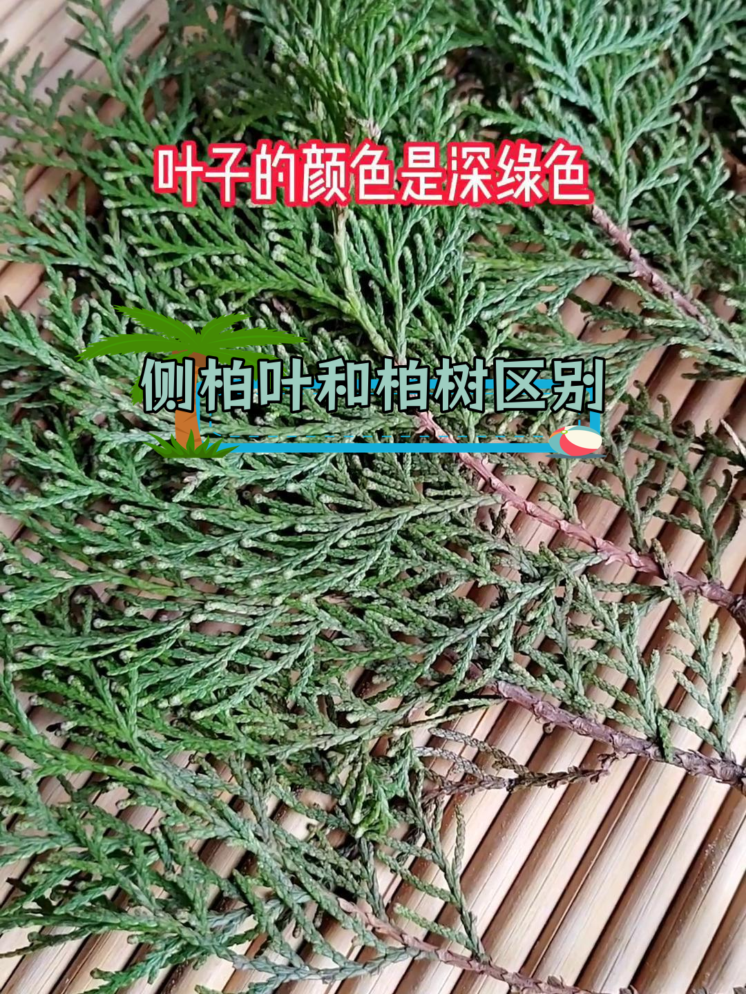 侧柏叶与柏树叶的区别解析