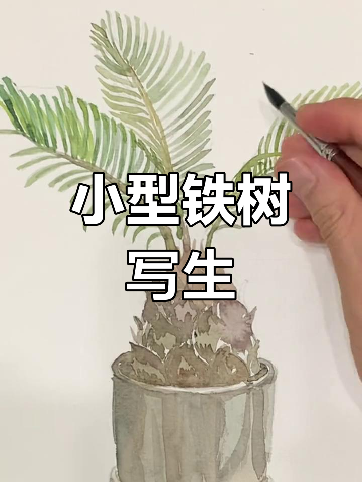 画下迷你铁树,颜值超高!
