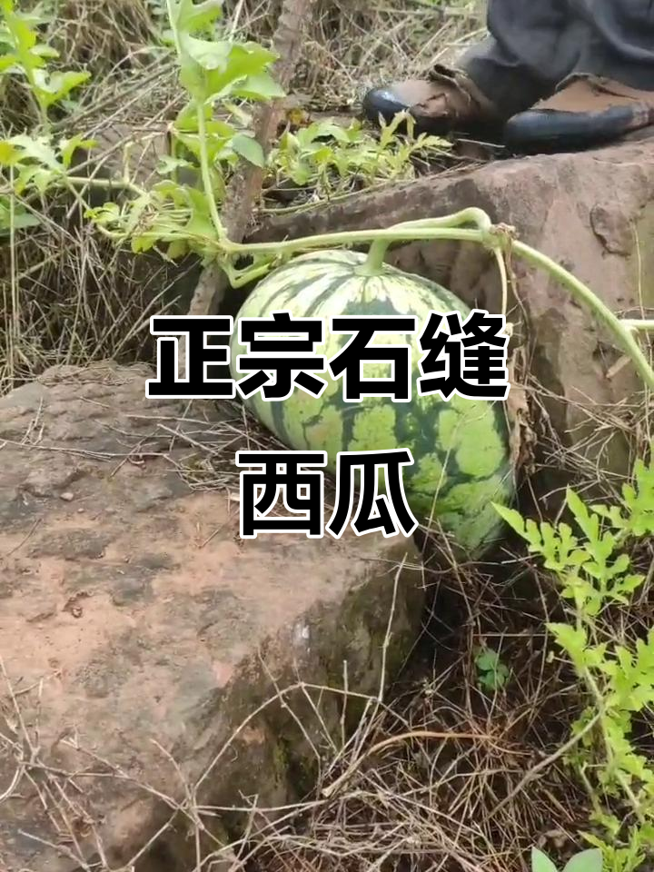 走进石缝西瓜园,解暑神器等你来尝