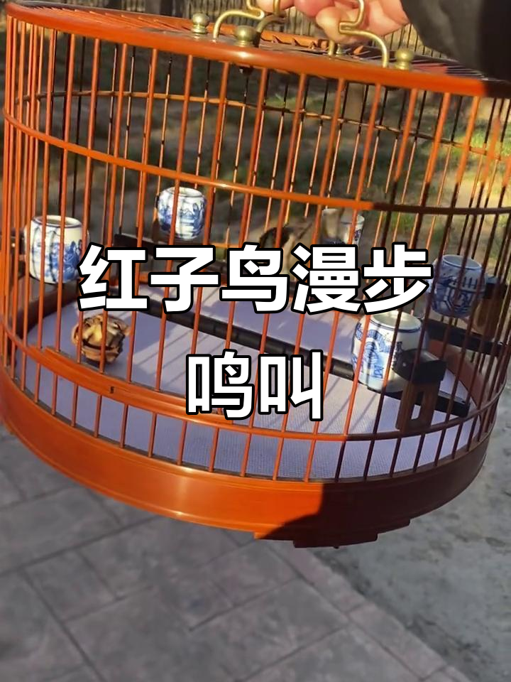 红子鸟悠闲散步,叫声清脆悦耳