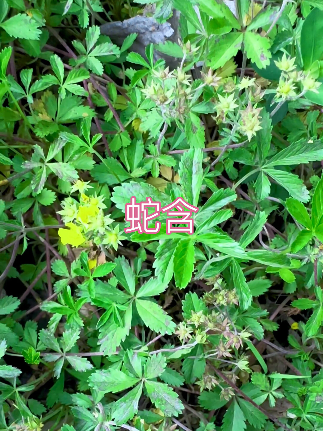 蛇含又叫蛇含委陵菜不同于蛇莓