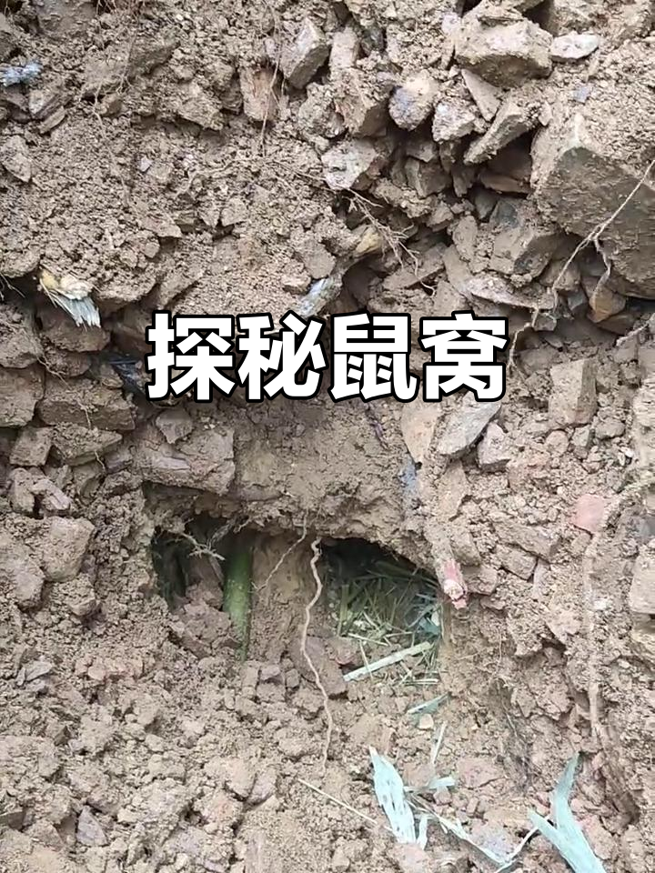 老鼠窝藏身两三米深处,探险过程惊心动魄