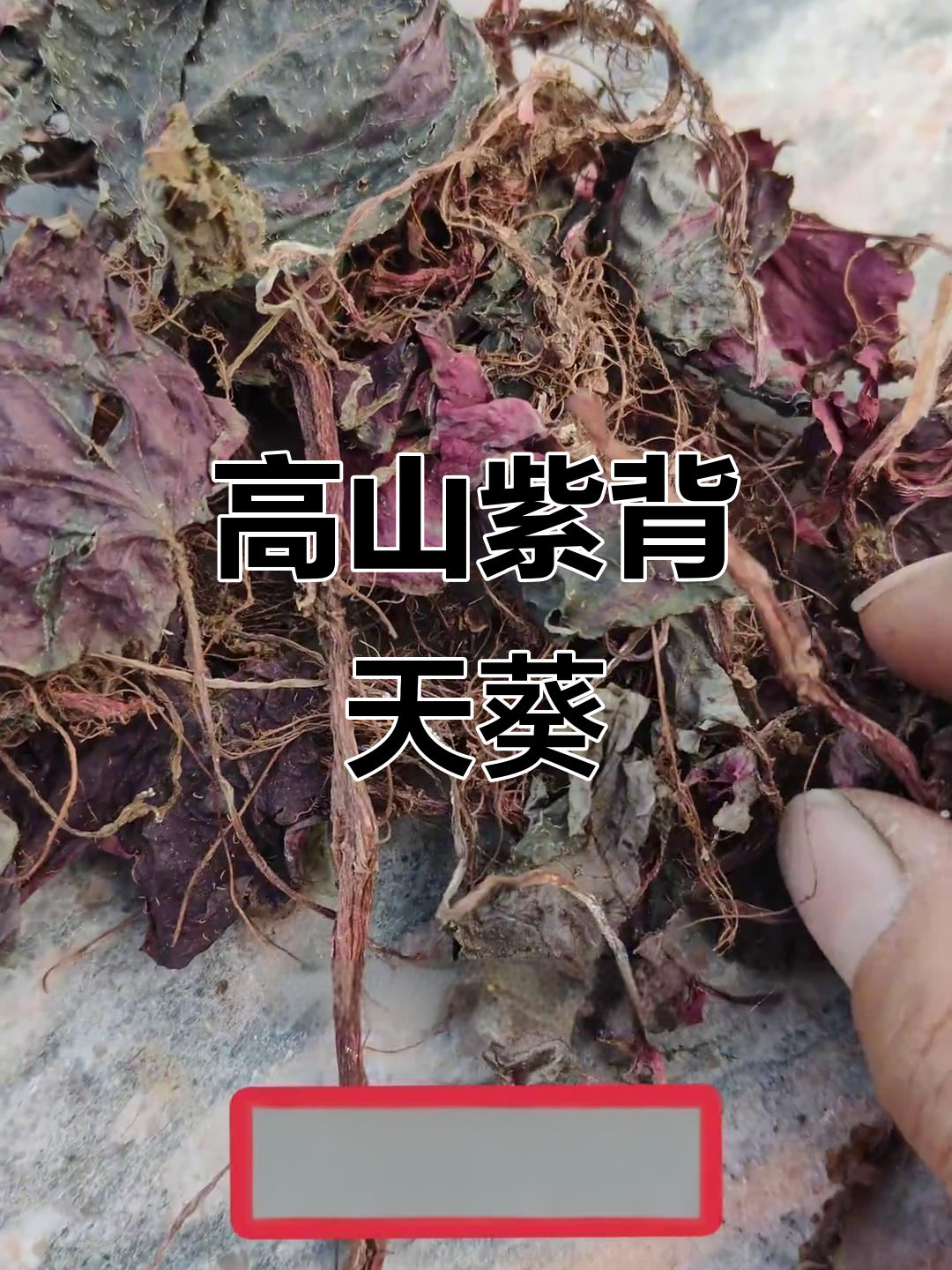紫背天葵:生长在高海拔岩石壁的神奇草本植物