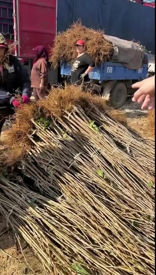 杨凌樱桃树苗基地图片