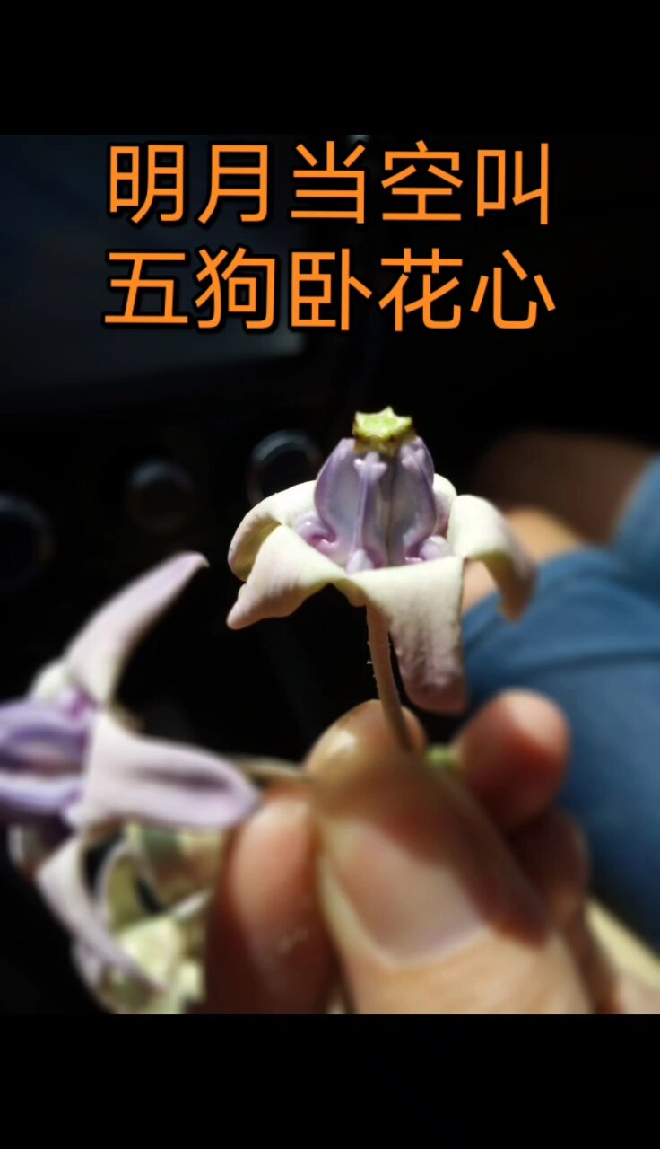 明月当空叫五狗卧花心你没看错是真的