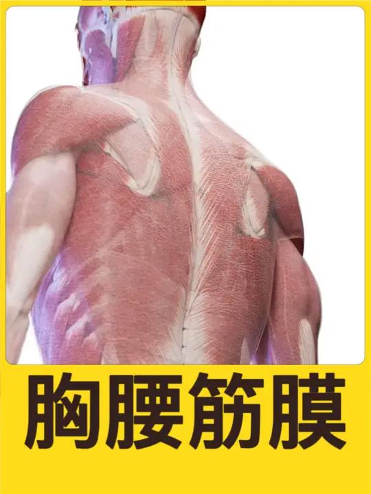 什么是胸腰筋膜?覆盖下背部肌肉的厚实纤维层