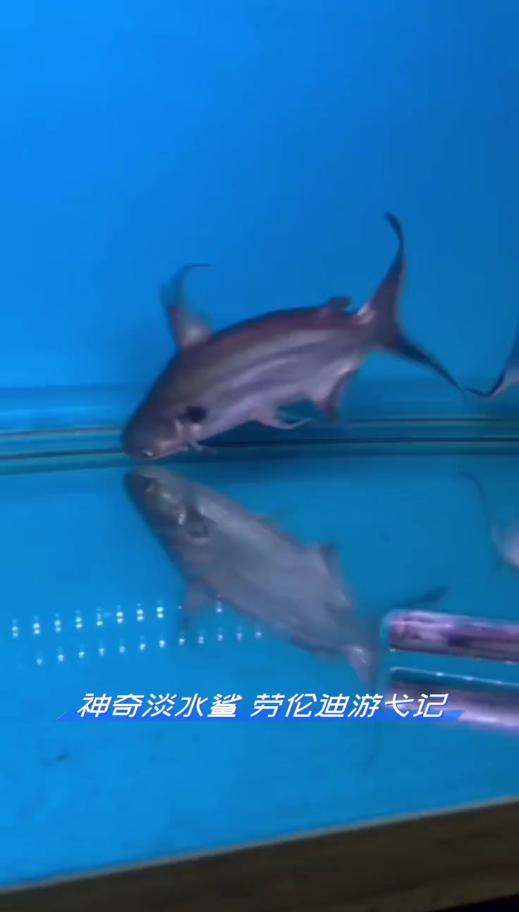 神奇淡水鲨,劳伦迪游弋记