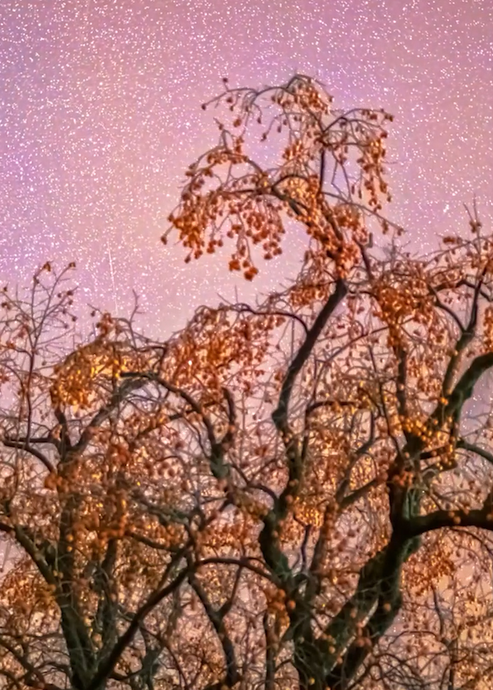 柿子树与璀璨星空同框有多浪漫