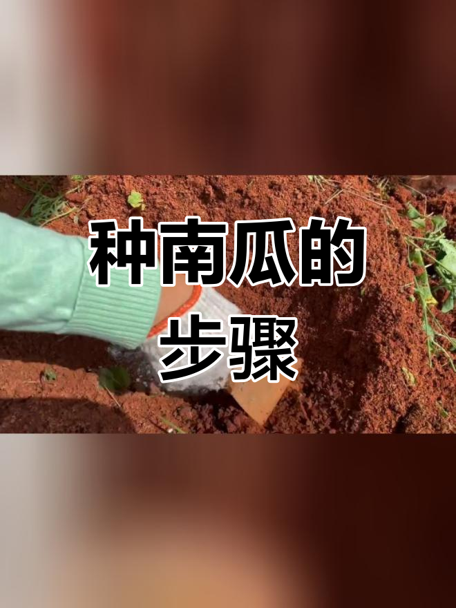 种南瓜步骤图片