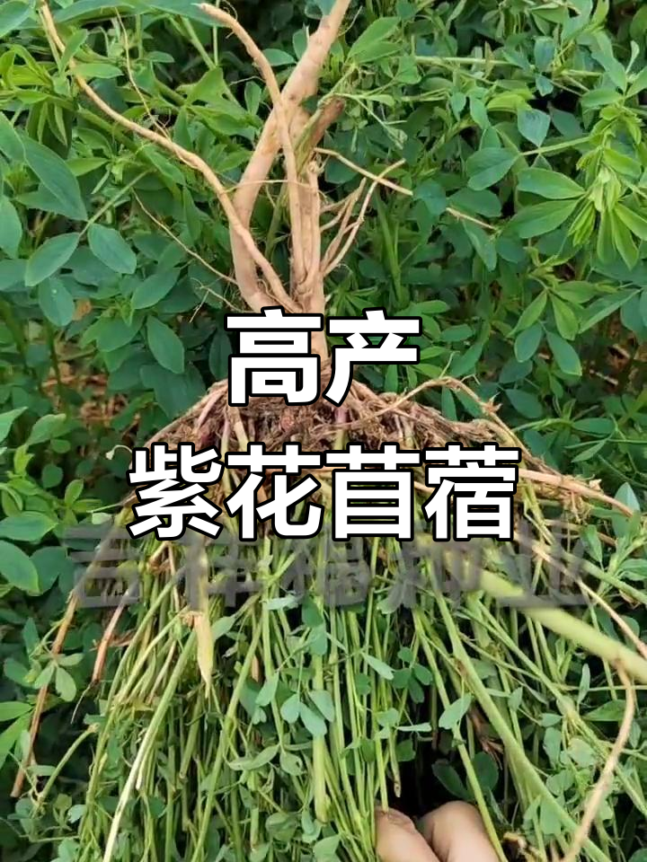 紫花苜蓿的耐旱与高产特性