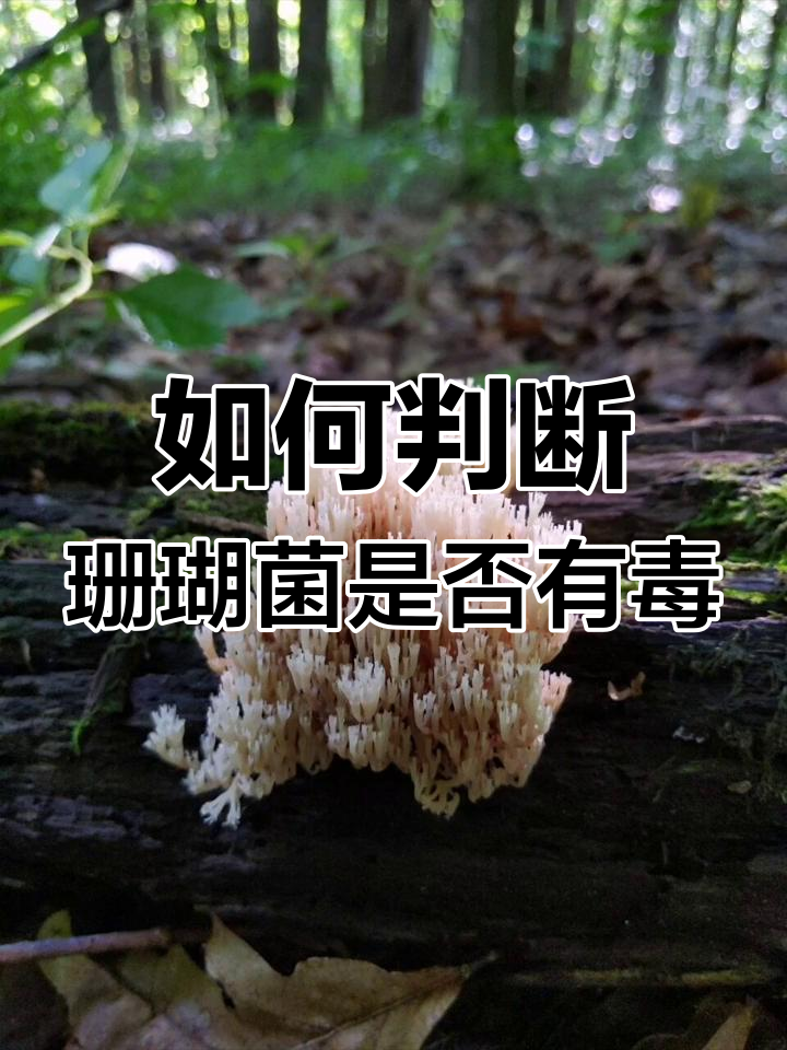 珊瑚菌种类与毒性辨别