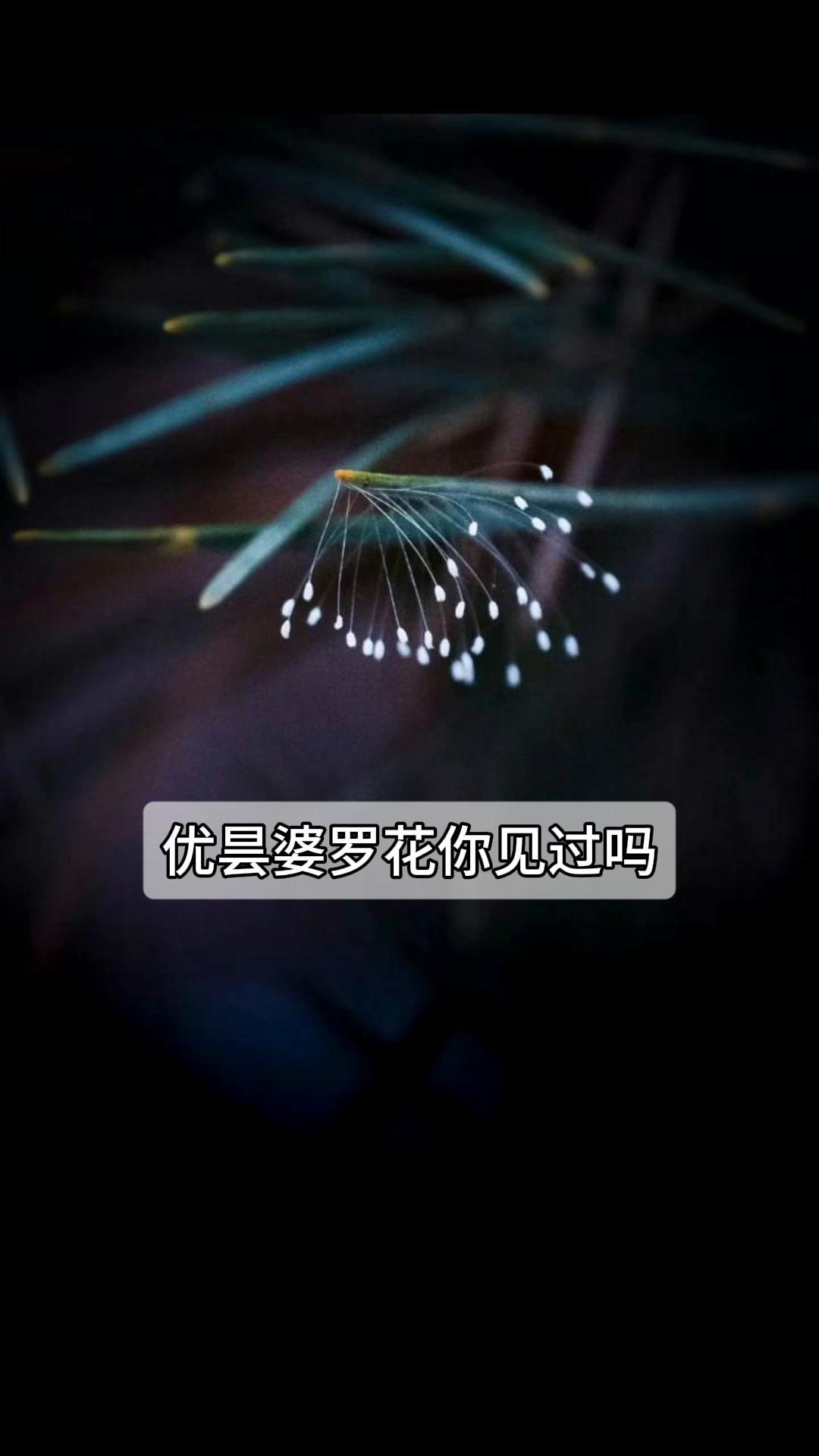 优昙婆罗花出现天空图片