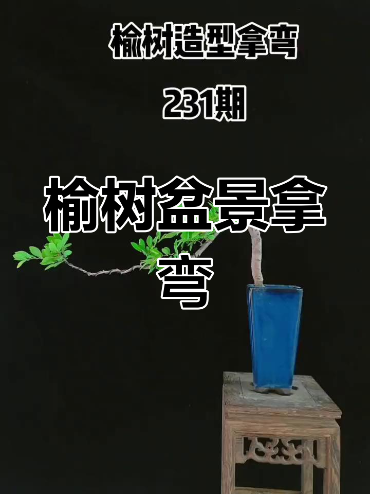 榆树盆景拿弯技巧,打造独特造型