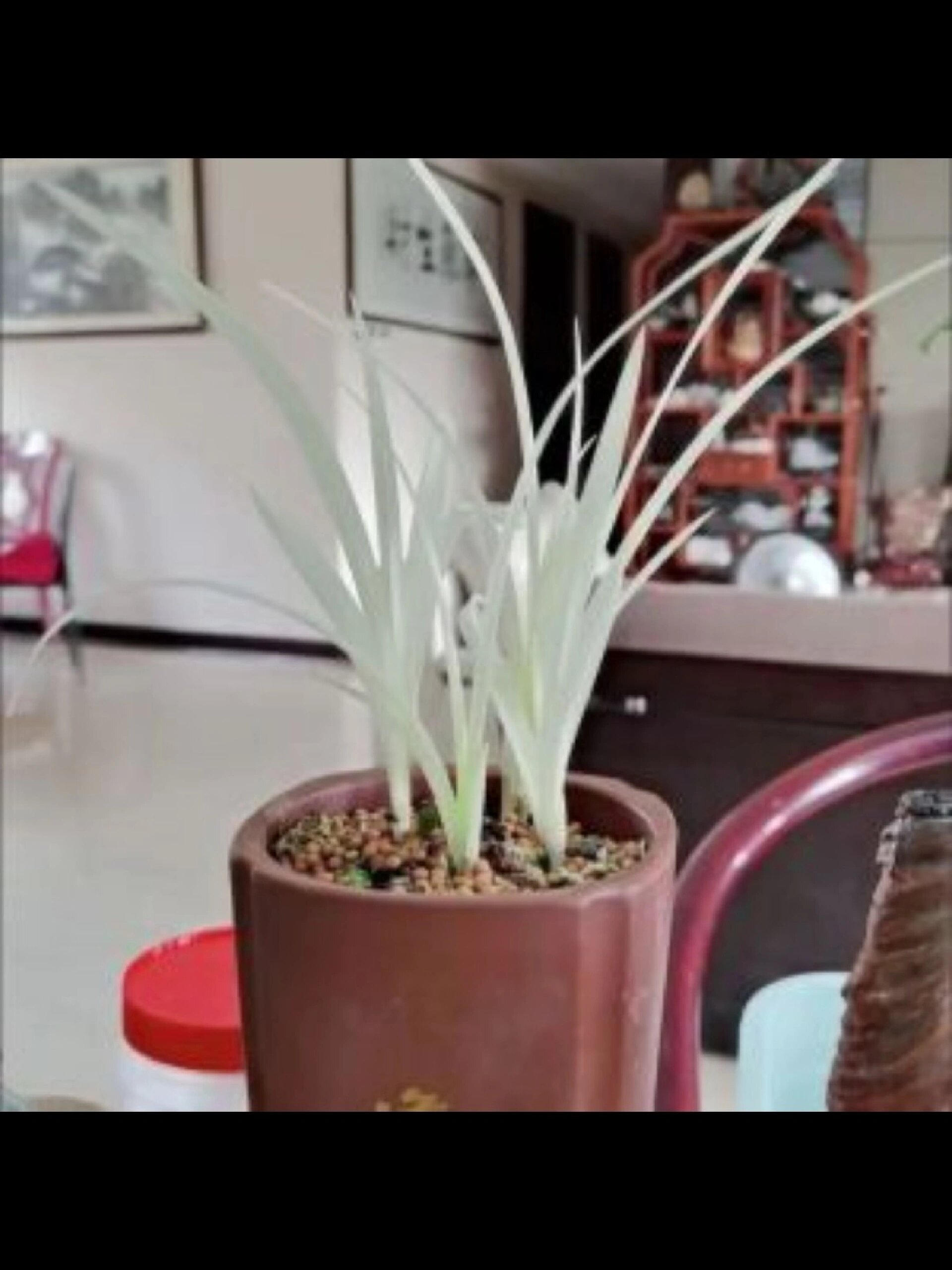 兰花苗精品花卉七彩白玉之宝名贵艺绿植盆栽