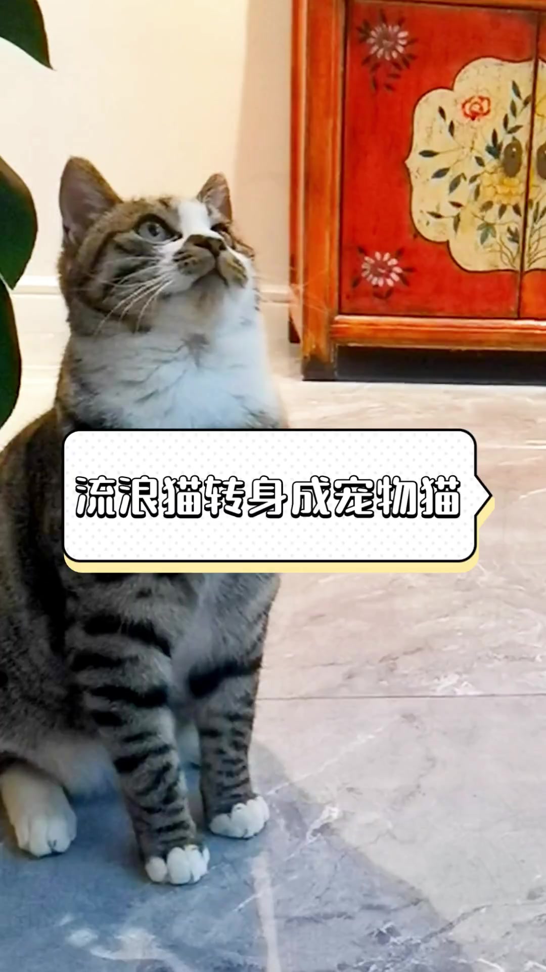 流浪猫转身成宠物猫