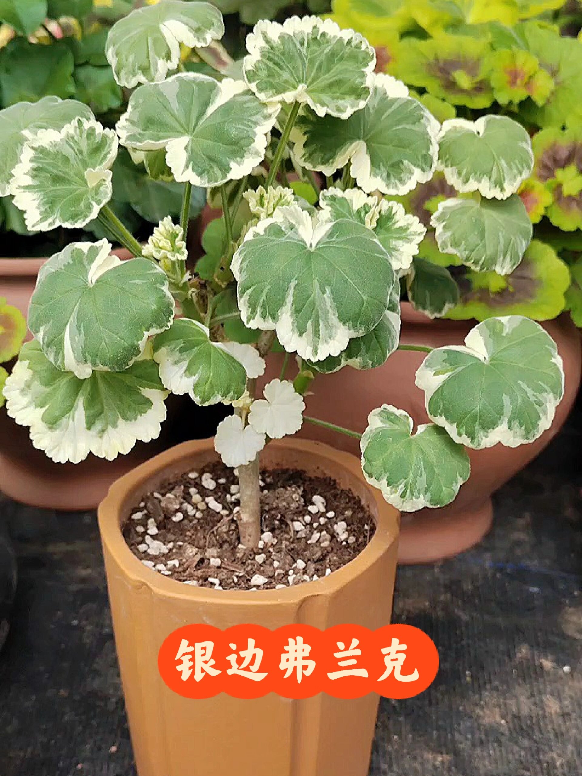 天竺葵 银边弗兰克