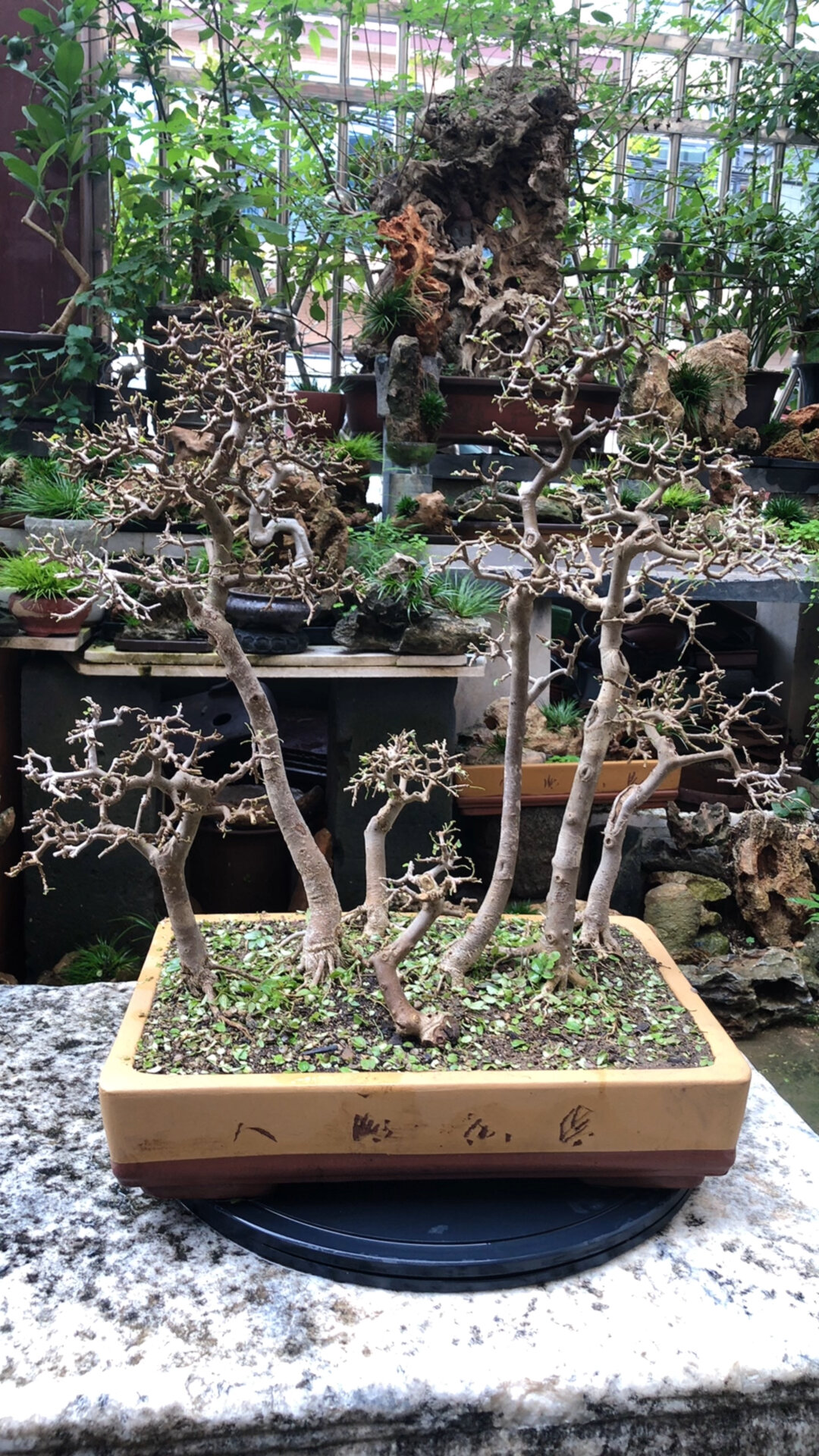 盆养八年对节白蜡丛林