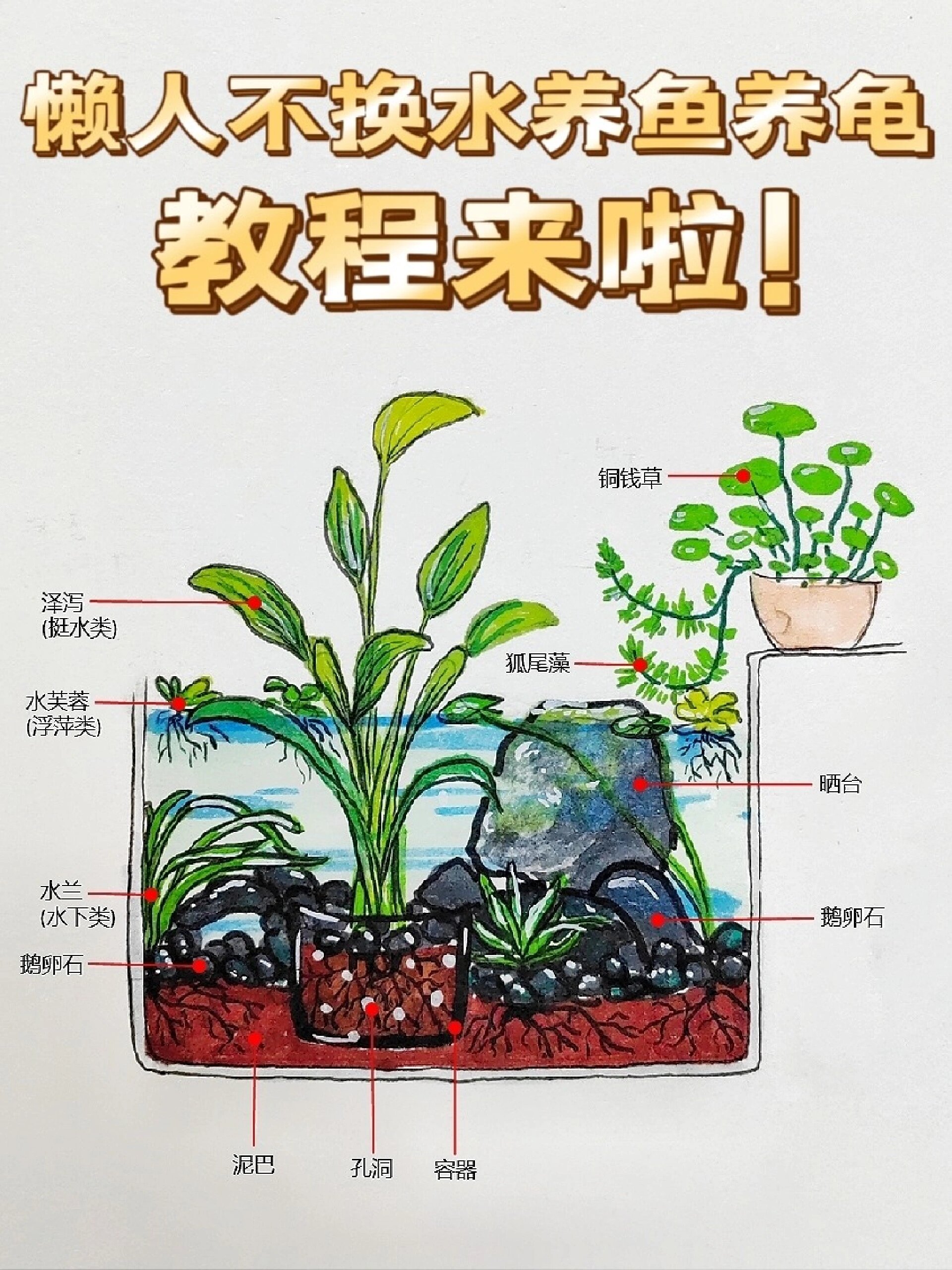 我把无过滤生态龟缸教程画出来了