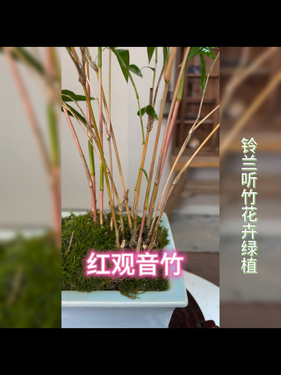 提升室内格调的好养红观音竹盆栽,清心淡雅