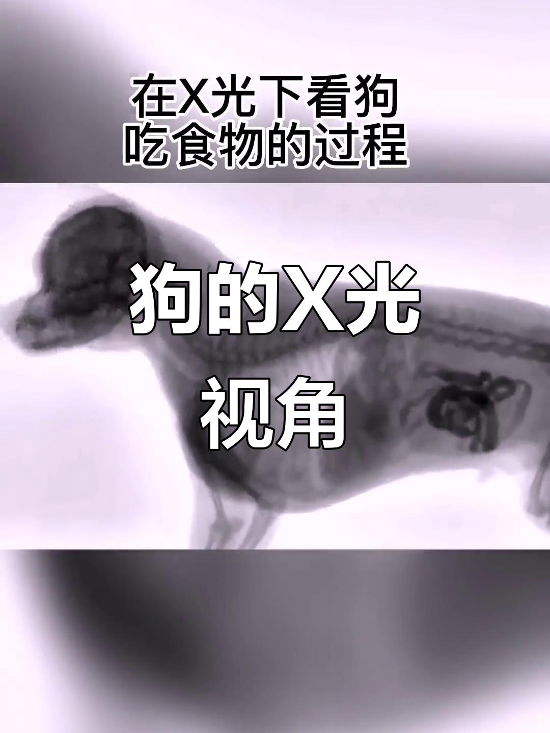 狗狗x光视角大揭秘,看它如何应对无奈时刻