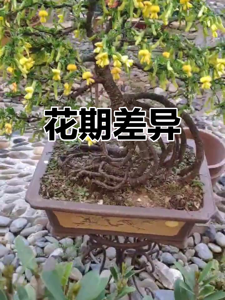 南雀先开花