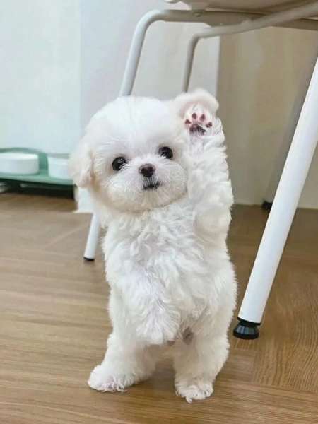 比熊多少钱一只700一只1500二只