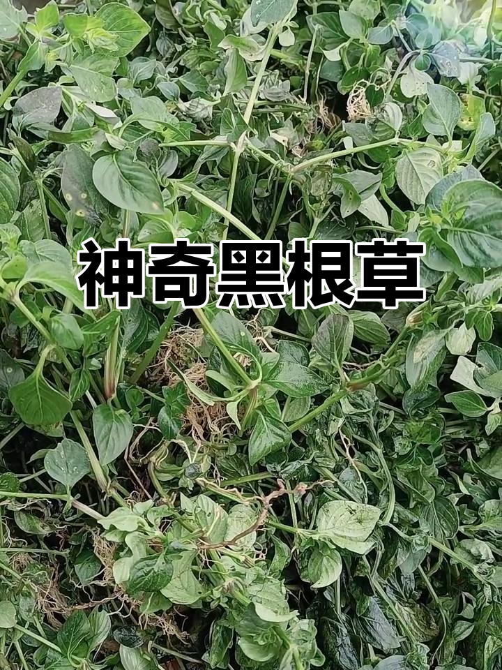 黑根草:妇科良药,洗护双效