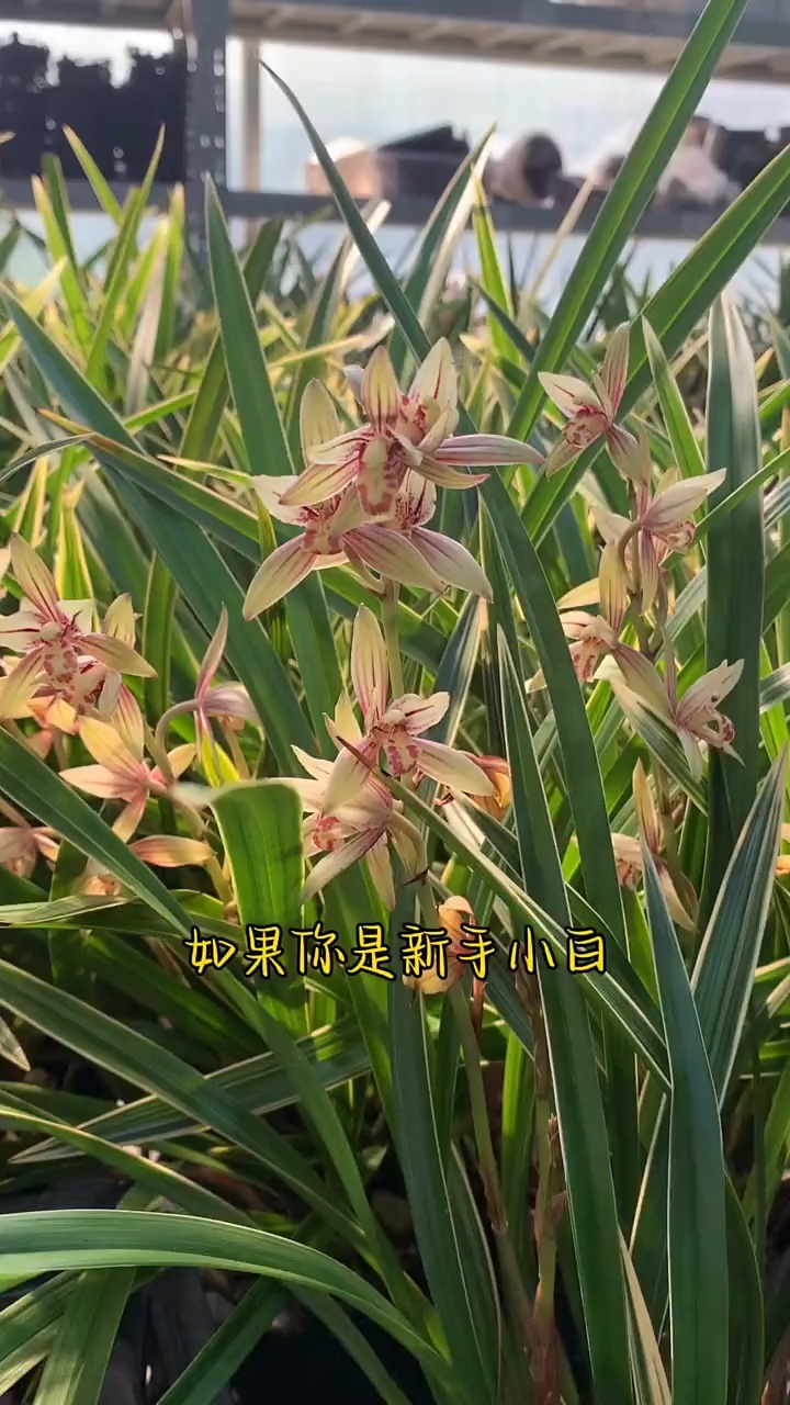 新手推荐兰花 黄金彩虹 满满的花苞原盆直发