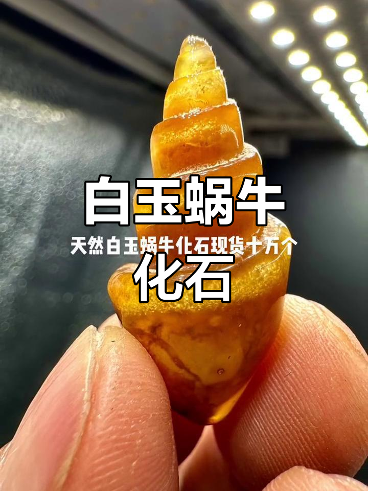 10万白玉蜗牛化石,适合珠宝设计,硬度高,质地精致