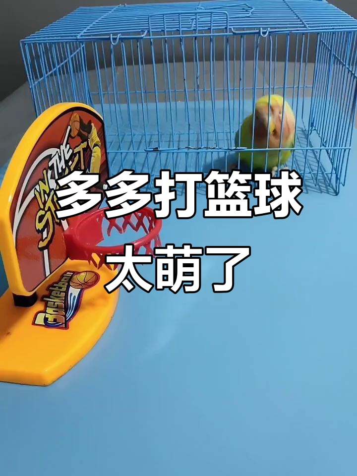 牡丹鹦鹉打篮球,真是个运动健将!