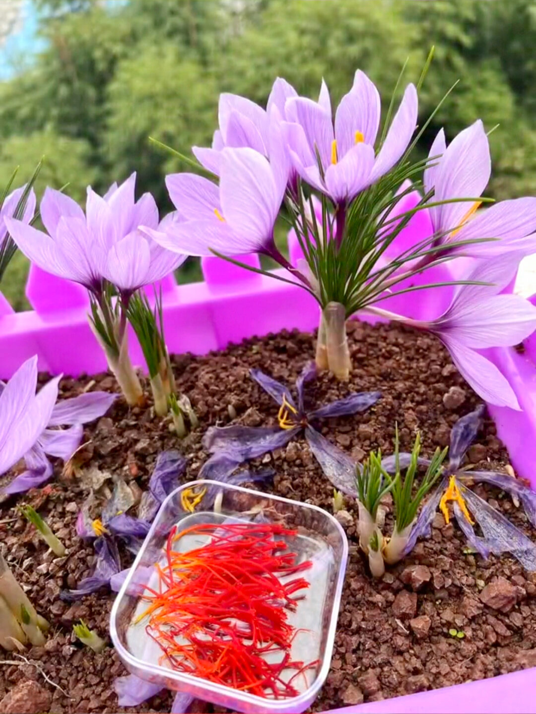 秋冬季节栽种藏红花种球是最佳季节
