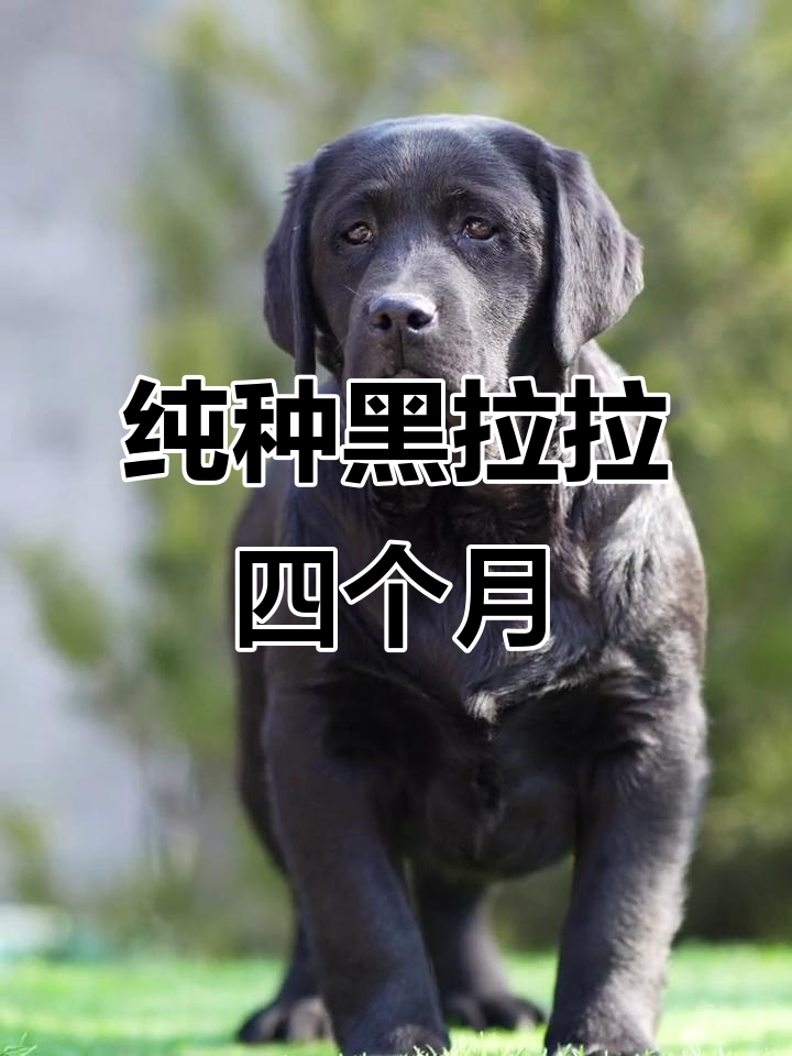 四个月黑色拉布拉多,双血统小美女萌态十足