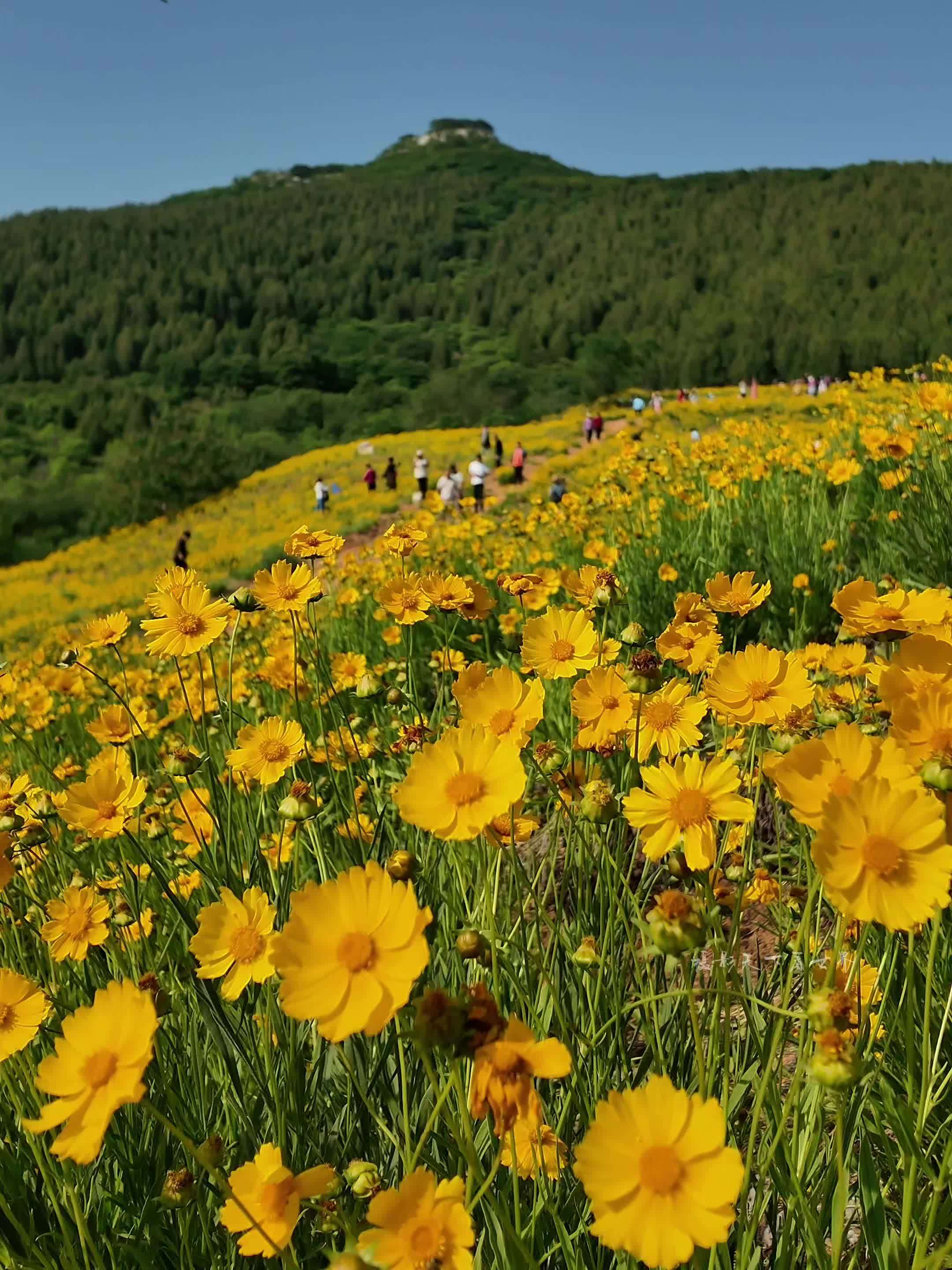 这个初夏总要来趟济南金鸡菊花海吧 用乐高视角打卡济南金鸡菊花海