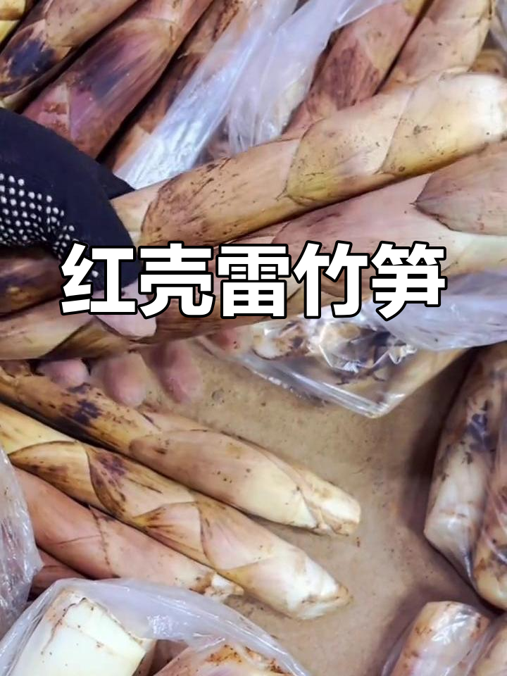 浙江临安新鲜春笋,红壳雷蕾笋嫩脆无渣