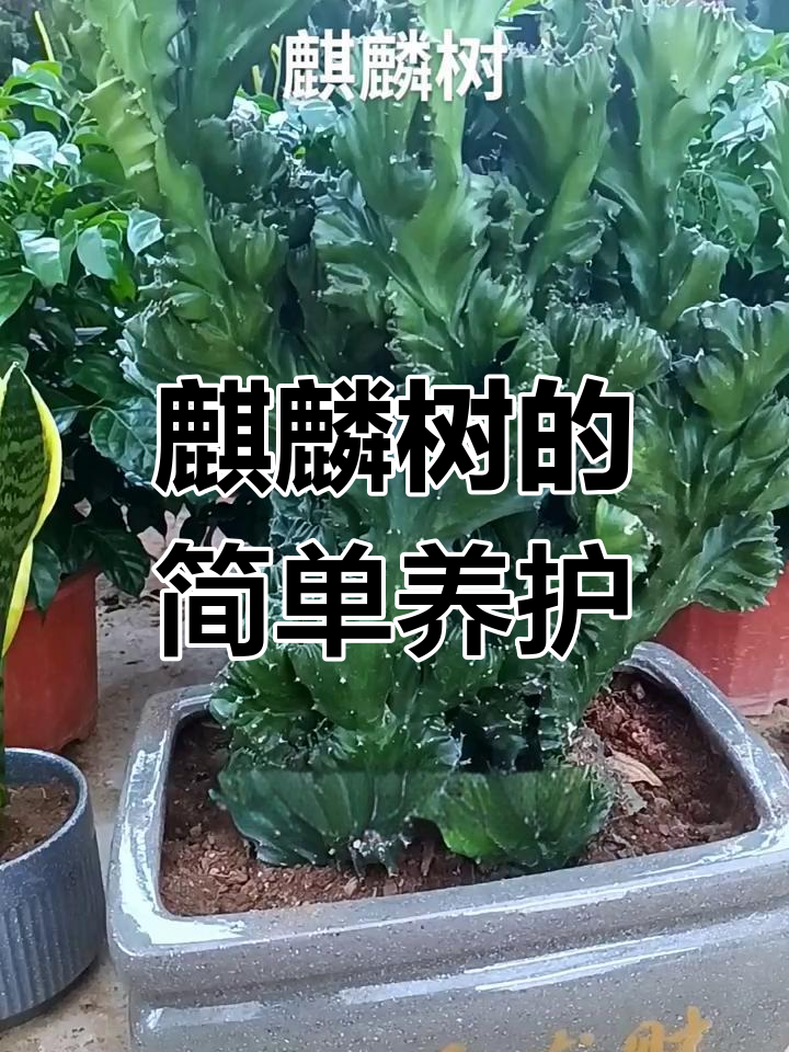 麒麟树养护全攻略:光照与浇水技巧