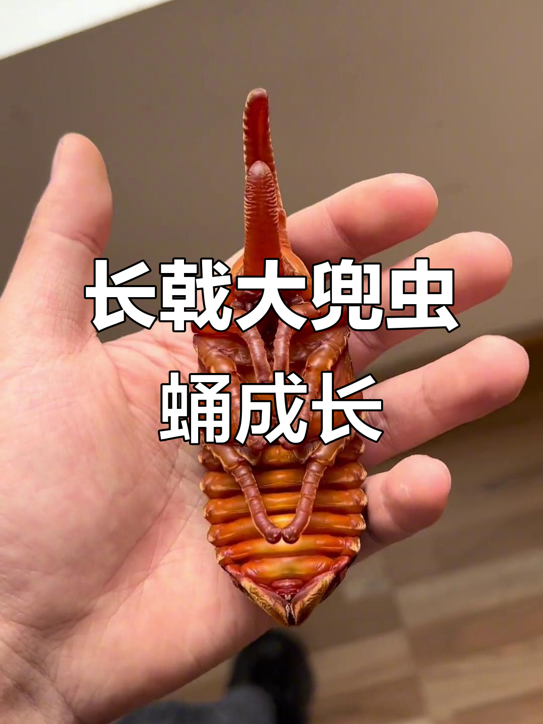 dhp长戟大兜虫蛹的成长过程,揭秘甲壳生物的生命奥秘