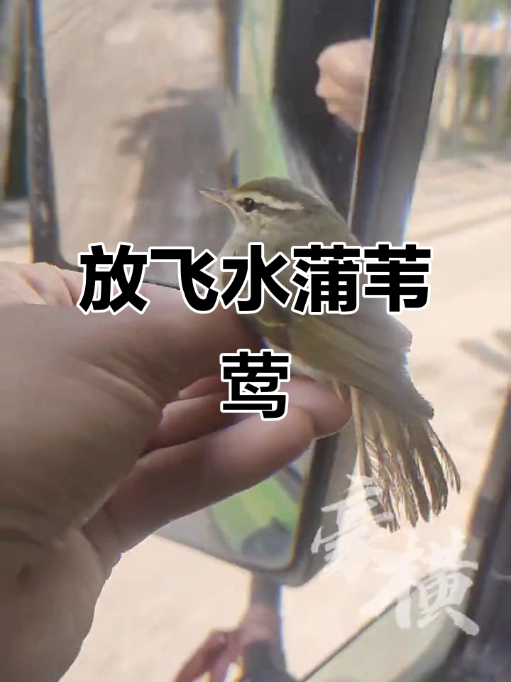 水蒲苇莺成功放生,救助行动获圆满结局