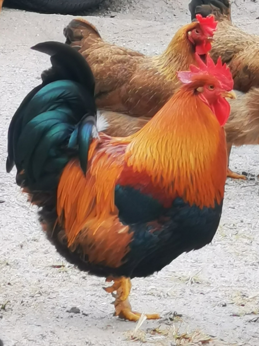 这是我们清远鸡中的精品:扇鸡-度小视